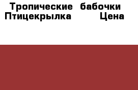 Тропические  бабочки  Птицекрылка  !!! › Цена ­ 3 000 - Ставропольский край Животные и растения » Другие животные   . Ставропольский край